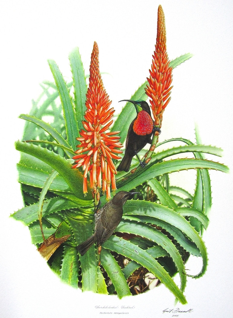 An exquisite Scarlet-breasted sunbird sits atop aloe flowers, as painted by artist Gail Darroll for the book Sunbirds and Sugarbirds of Southern Africa