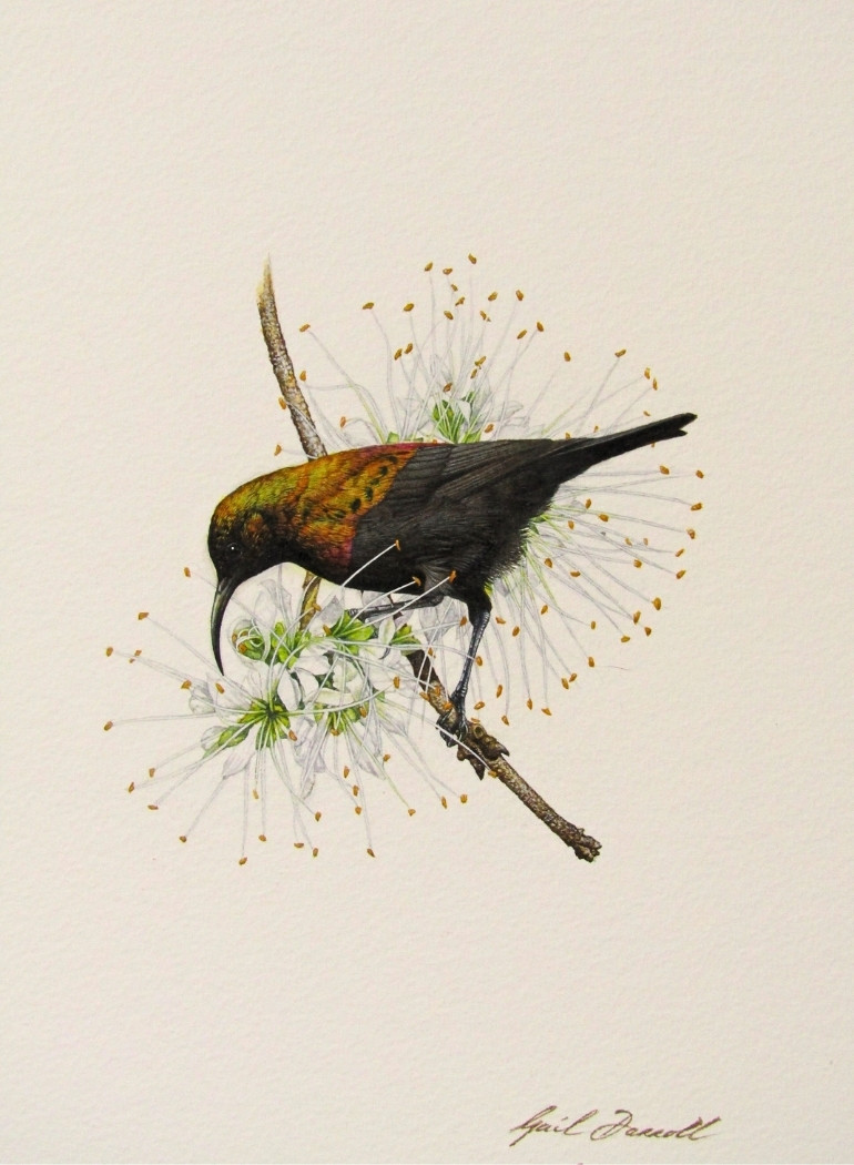 Copper sunbird, by Gail Darroll, painted for the newly released book Sunbirds and Sugarbirds of Southern Africa