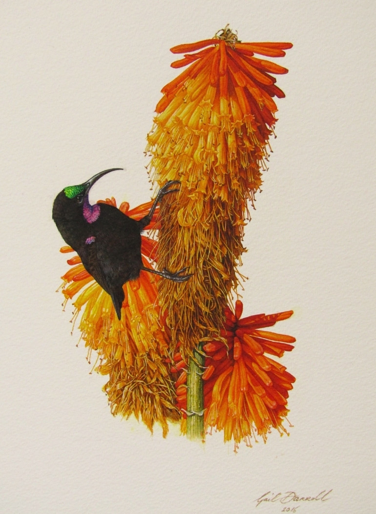 Amethyst sunbird, by Gail Darroll