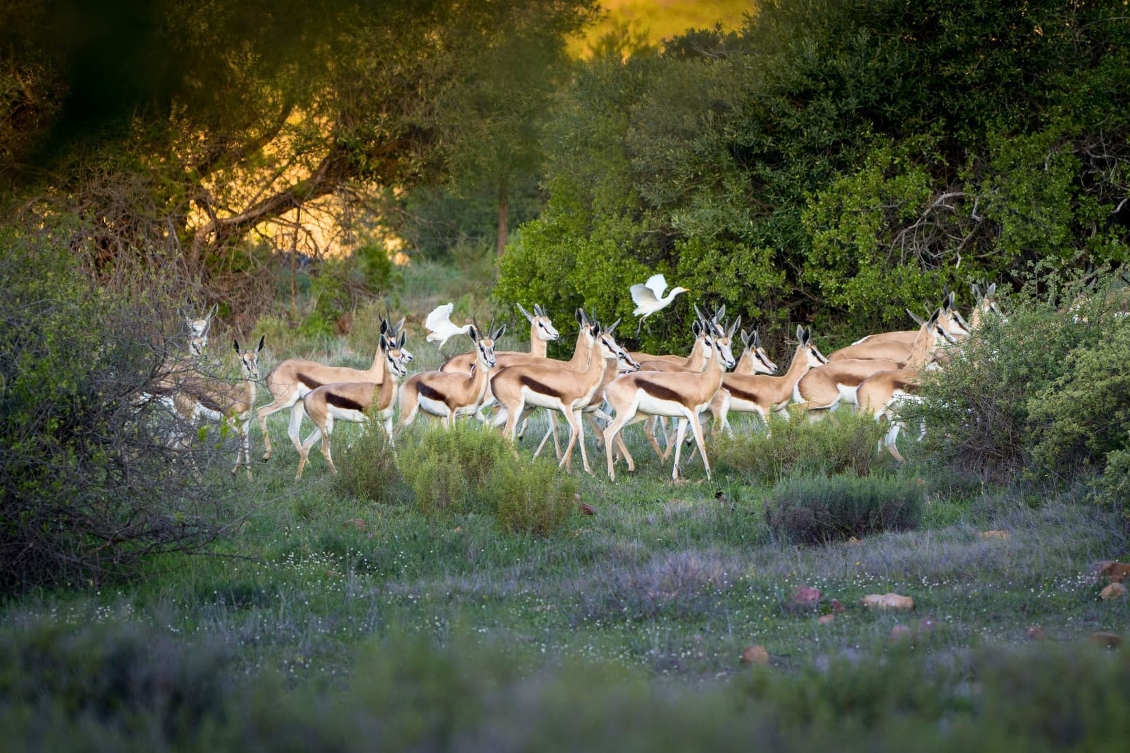 Herd of springbok grazing on Wagenpad Farm close to Piketberg in the Cederberg, South Africa