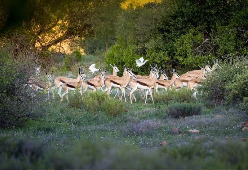 Herd of springbok grazing on Wagenpad Farm close to Piketberg in the Cederberg, South Africa
