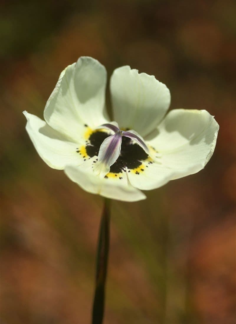 Moraea cistiflora, a rare wildflower rediscovered by botanist Ismal Ebrahim in 2020.