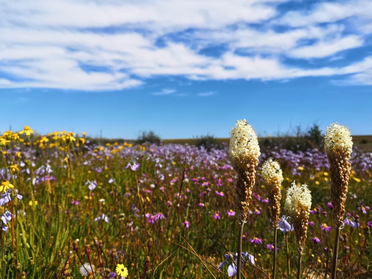 Spring flowers blooming in Nieuwoudtville in the Northern Cape