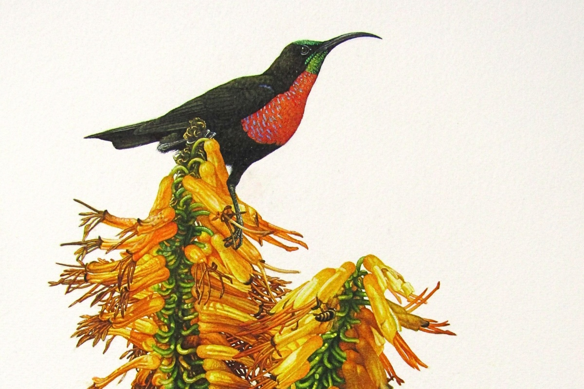Scarlet-breasted sunbird painted by artist Gail Darroll for the book Sunbirds and Sugarbirds of Southern Africa