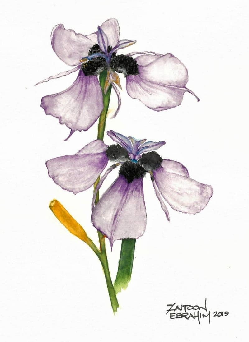 A watercolour painting of a flower.