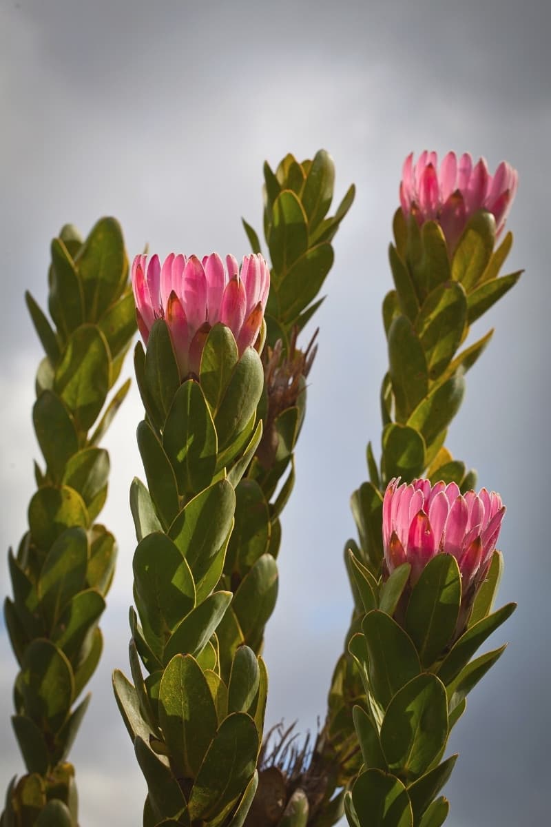 A pink protea in Kogelberg Nature Reserve, Western Cape South Africa