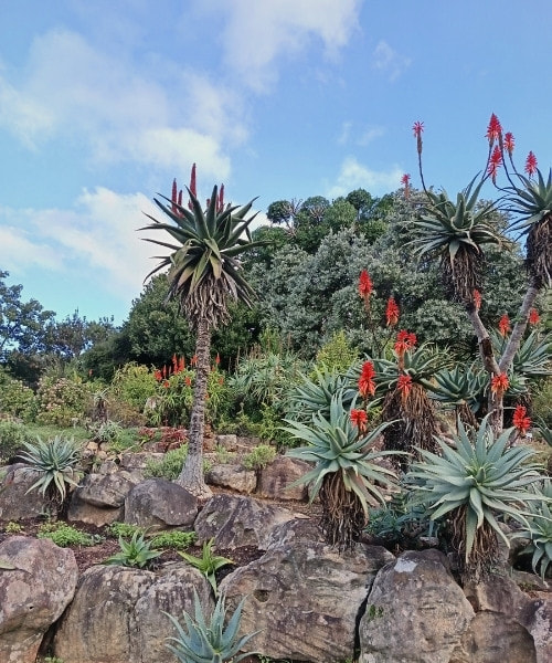 Various aloe species in Kirstenbosch Gardens