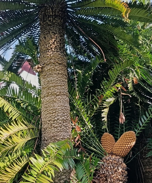 Wood's Cycad (Encephalartos woodii) in Kirstenbosch Garden, Cape Town
