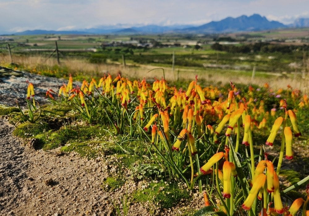 Lachenalia quadricolour on a granite outcrop in Bracken Reserve