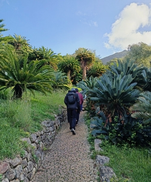 Two people walk up a pathway through cycads in Kirstenbosch Gardens, Cape Town