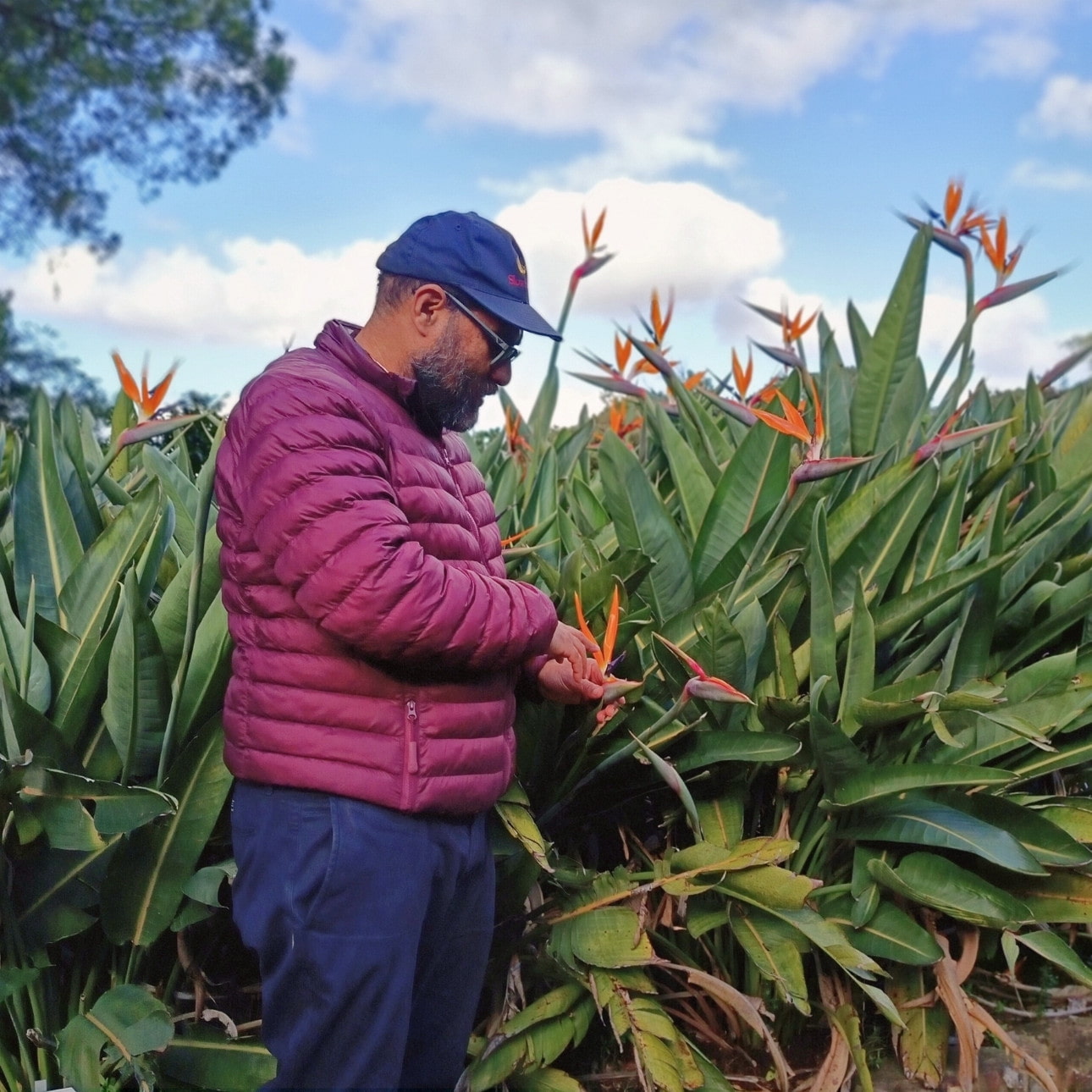 Botanist Rupert Koopman explaining how a strelitzia is pollinated on a walk in Kirstenbosch Gardens, South Africa