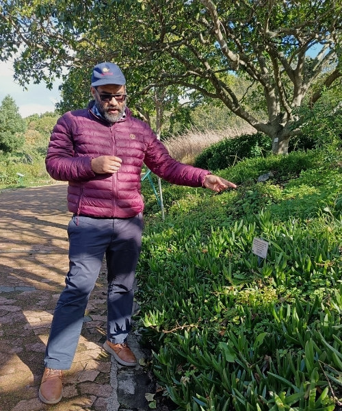 Botanist Rupert Koopman next to vygies, a South African plant species, in Kirstenbosch Gardens