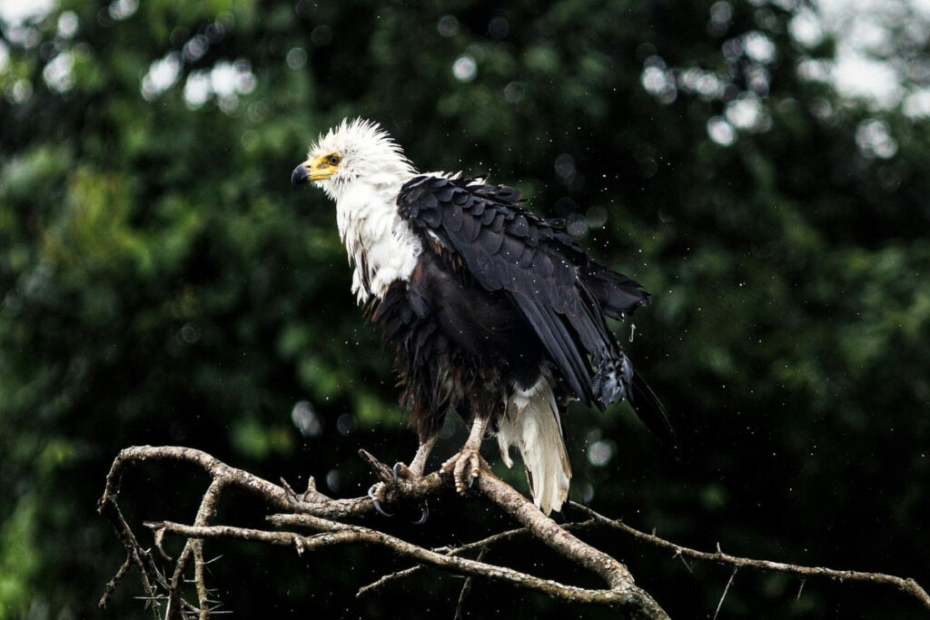 A fish eagle shakes water off its feathers after catching a fish.
