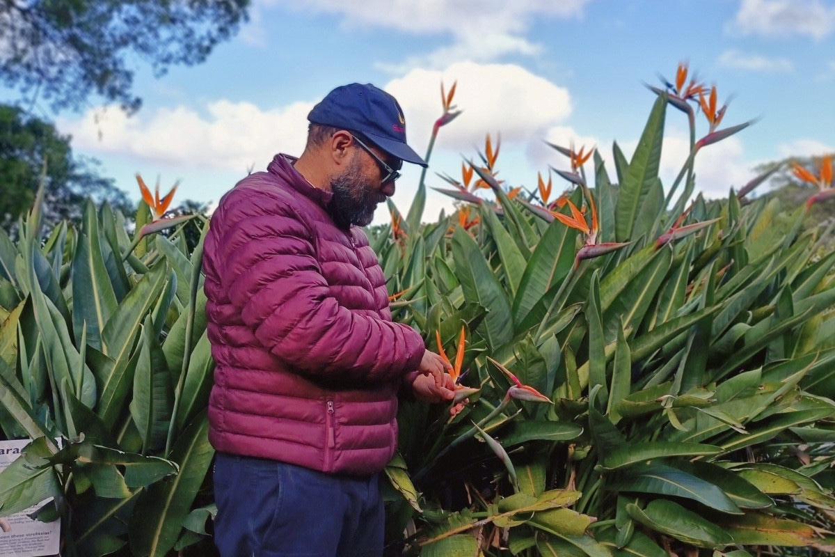 Botanist Rupert Koopman next to vygies, a South African plant species, in Kirstenbosch Gardens
