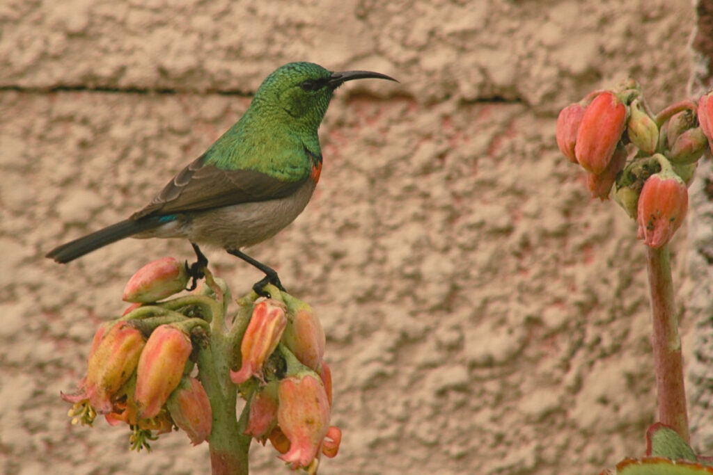 A double-collared sunbird sitting on an aloe in MITCHELL'S PLAIN South Africa