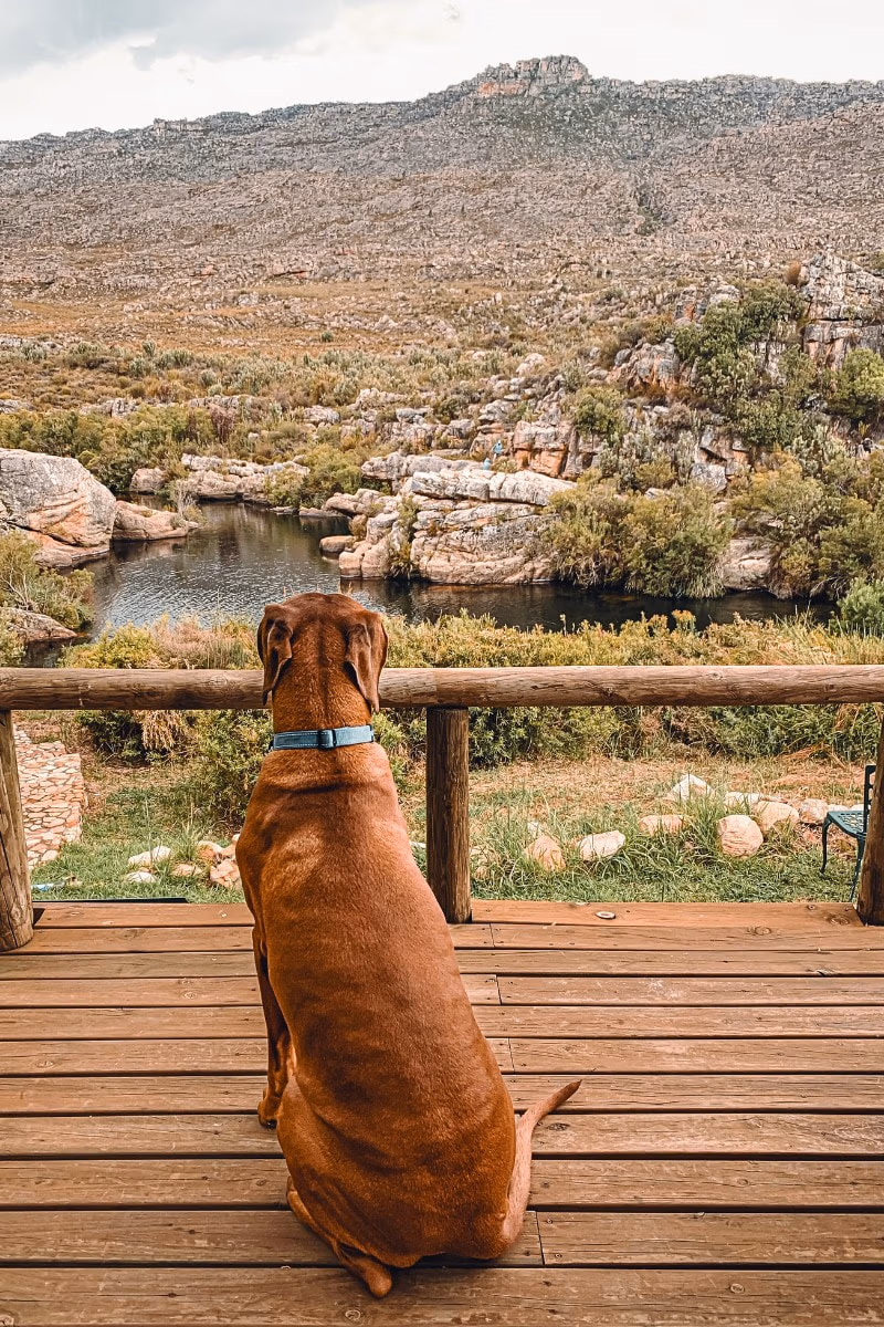 Dog looking toward a natural swimming pool