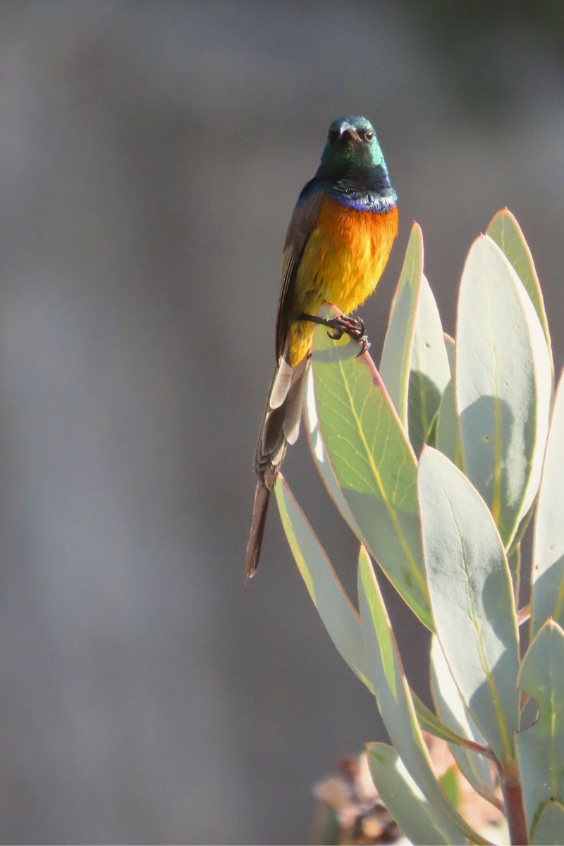 Orange-breasted sunbird perched on a protea bush