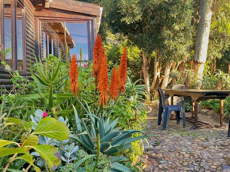 Wooden and stone self-catering cottage at Cape Point Mountain Getaway near Cape Town, with flowering aloes in the foreground