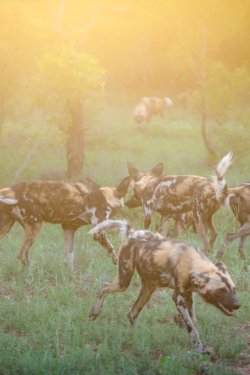 African wild dogs in the Timbavati Nature Reserve, South Africa.