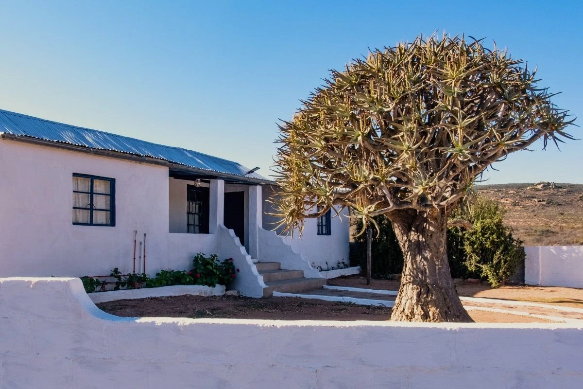 A kokerboom (quiver tree) standing in front of a farm building at Nigramoep, a Namaqualand guest farm in the Northern Cape