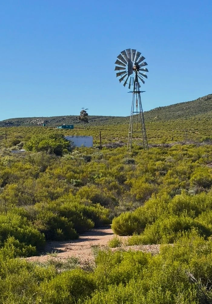 Windmill and reservoir surrounded by Succulent Karoo shrubland at Nigramoep farm, Namaqualand