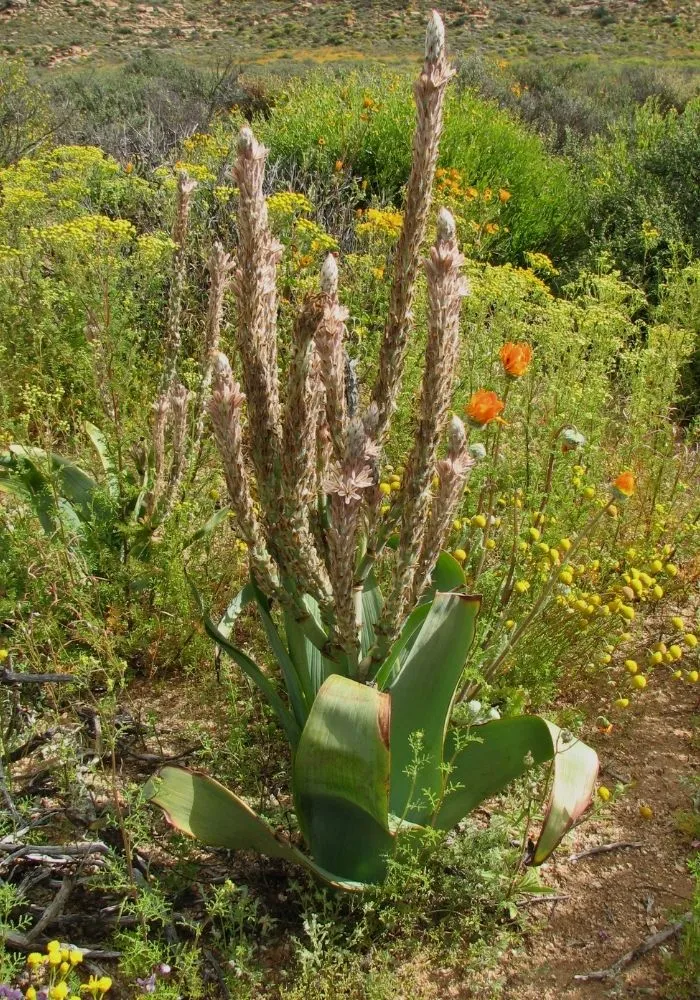 Veldkool growing in the veld at Nigramoep, a wild vegetable used in Namaqualand stews