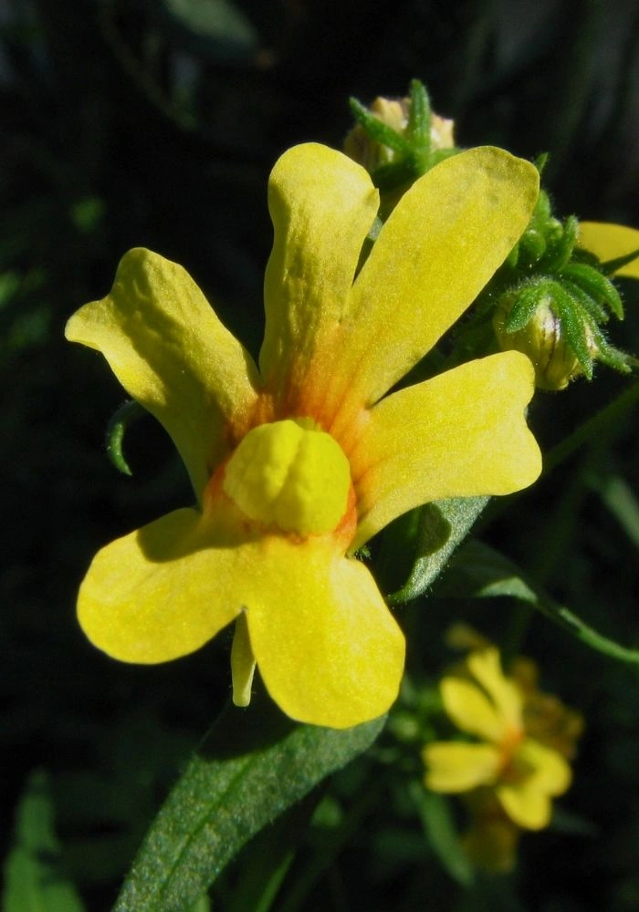 Weeskindertjies, a bright yellow wildflower named in Afrikaans, growing in the veld at Nigramoep, Namaqualand