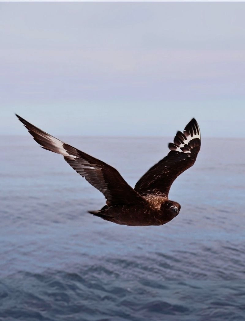 Brown skua gliding alongside a whale-watching boat over the sea off Gansbaai