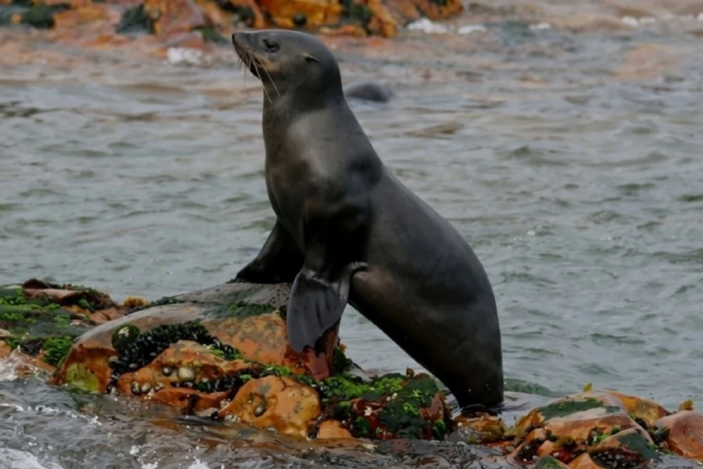 Cape fur seal posing on the rocks of Geyser Rock, part of the colony near Dyer Island
