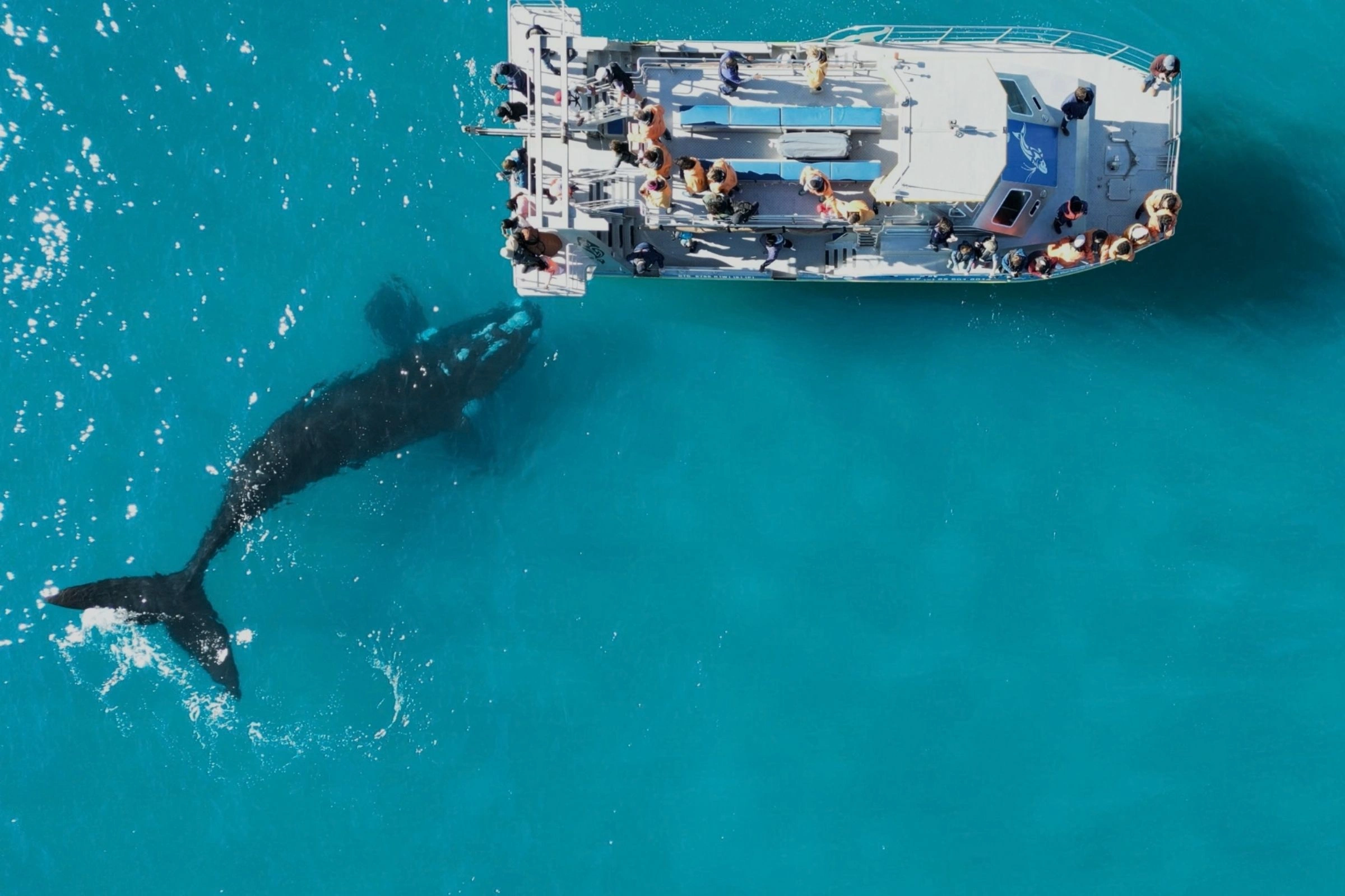 Marine Dynamics boat Dream Catcher in clear blue water as a whale dives beneath it off Gansbaai