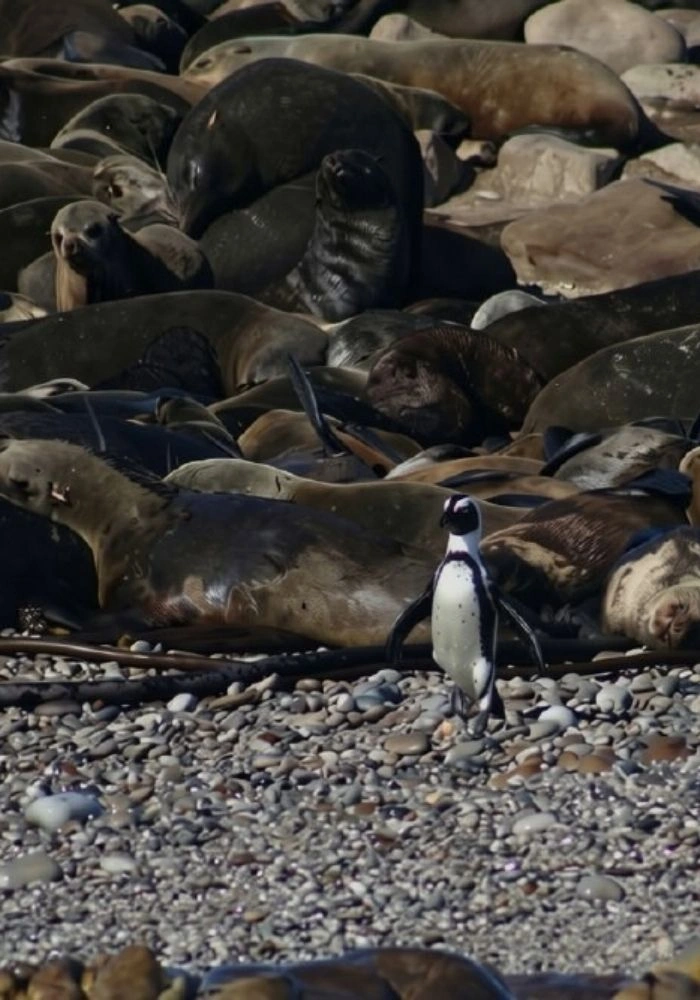 Cape fur seals piled on the rocks of Geyser Rock near Dyer Island, with one African penguin standing in front.