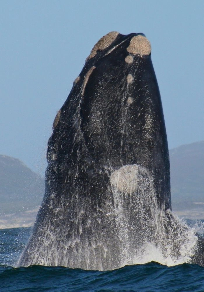 Southern right whale breaching head first out of the sea on a whale-watching trip off Gansbaai.