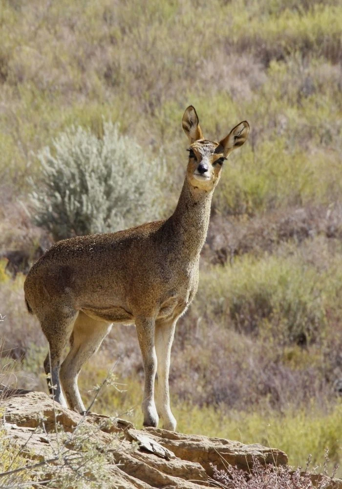 Klipspringer standing on a rock beside the road into Gamkaskloof, watching the camera
